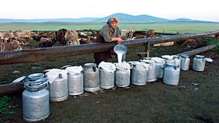 Une femme, du lait et des vaches en Géorgie.