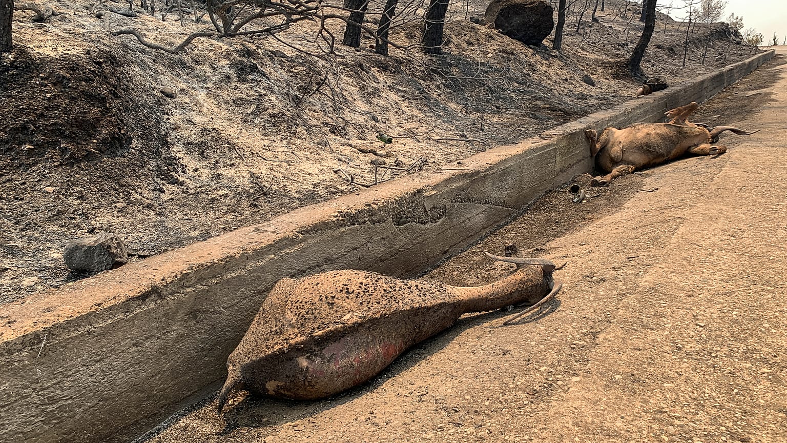Animais mortos pelo fogo na berma de uma estrada da ilha de Rodes