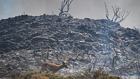 A dear stands among the remains of bushland after devestating wildfires on the Greek island of Rhodes