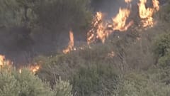 حرائق الغابات في الجزائر