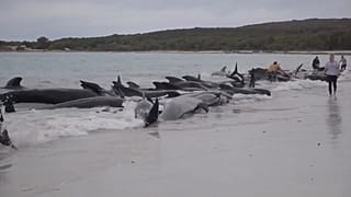 La manada, de casi 100 ballenas fue hallada en la playa de Cheynes, a unos 400 km al sureste de Perth.