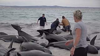 Специалисты и волонтёры пытаются помочь выбросившимся на берег морским млекопитающим.