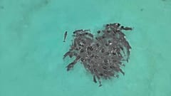 Rätselhaft: Die Wale kamen vor der Strandung in Herzform zusammen