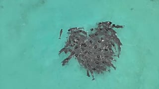 Rätselhaft: Die Wale kamen vor der Strandung in Herzform zusammen