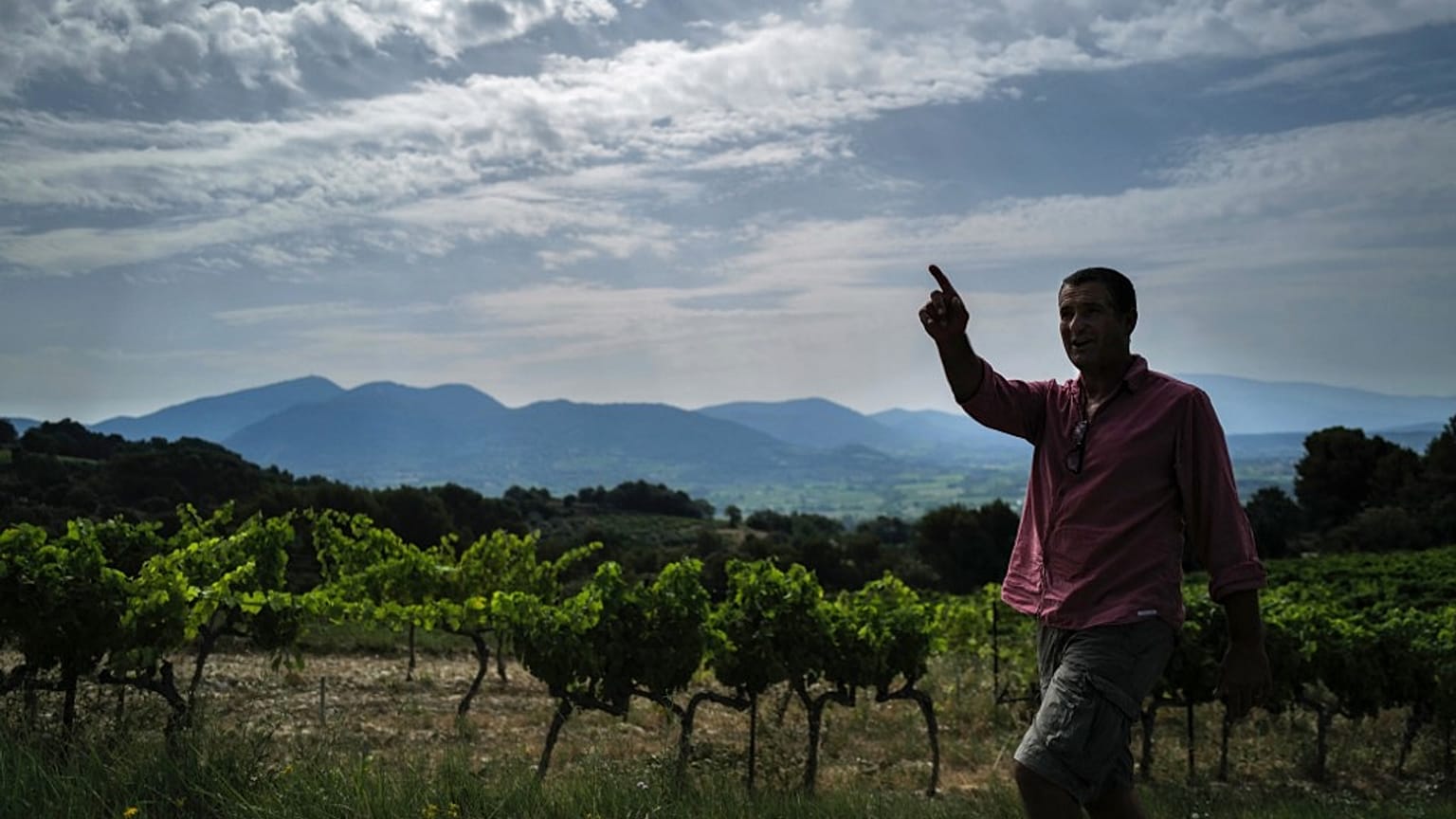  On the hills of Vinsobres, vines, olive trees and oaks have been living together for decades.
