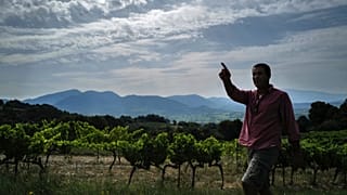 On the hills of Vinsobres, vines, olive trees and oaks have been living together for decades.