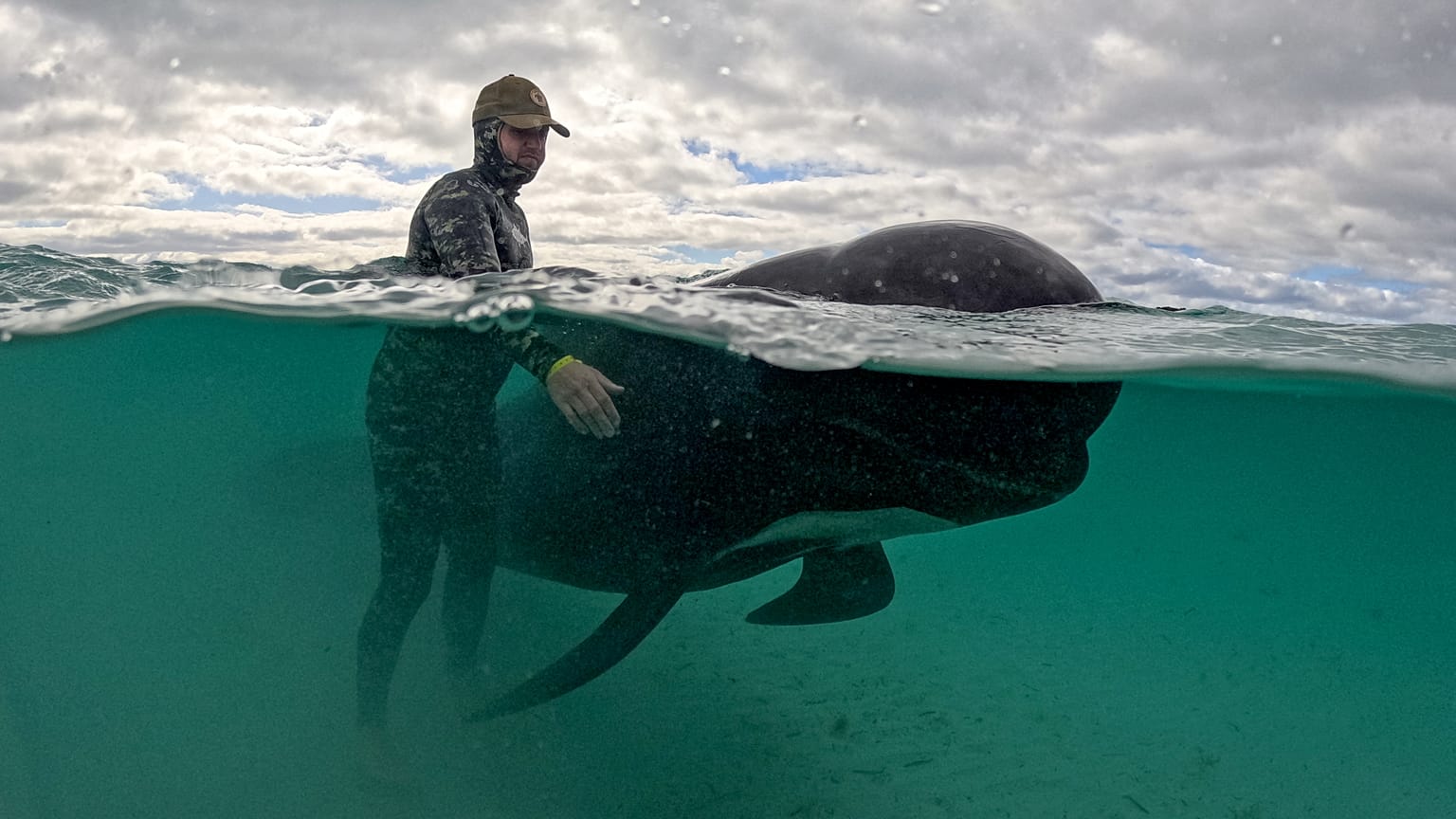 More than 50 whales have died after stranding themselves on Cheynes Beach in Western Australia.