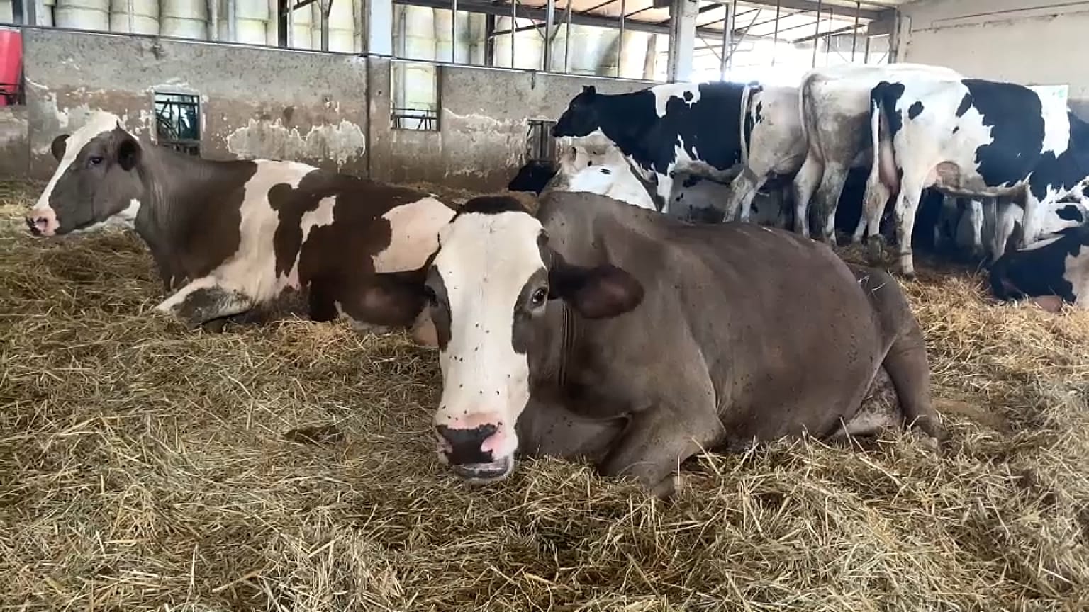 Vaches dans une ferme près de Rome, en Italie, en juillet 2023.
