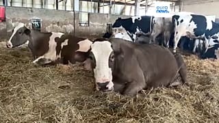 Hitzegestresste Kühe geben weniger Milch.
