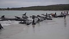 Gestrandete Wale in Australien