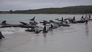 Gestrandete Wale in Australien