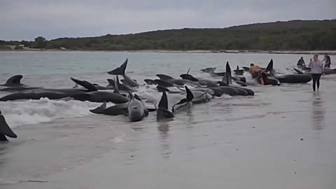 Gestrandete Wale in Australien
