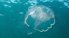 Una medusa Luna se muestra, Sábado, 30 de julio 2011 frente a las costas de Pompano Beach, Fla. 