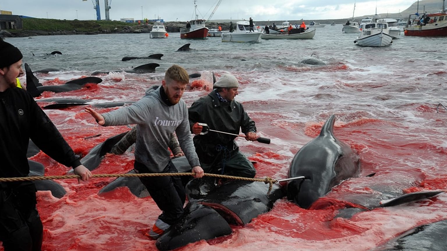 Fishermen and volunteers pull on the shore pilot whales they killed during a hunt, as blood turned the sea red, on May 29, 2019 in Torshavn, Faroe Islands