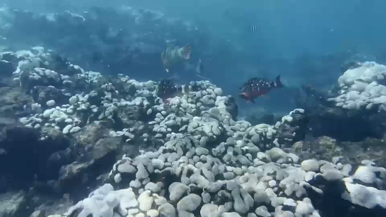 Bleeched coral reefs, Florida.