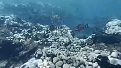 El coral, color blnaco, en el arrecife de Florida por las altas temperaturas del agua