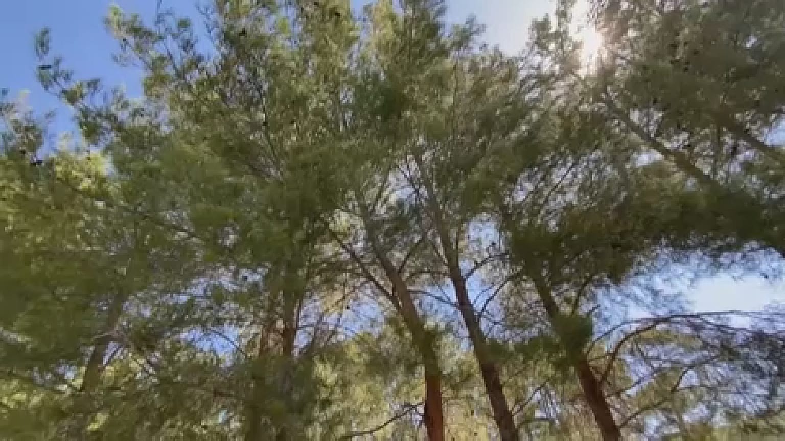 La forêt d'Akbelen.