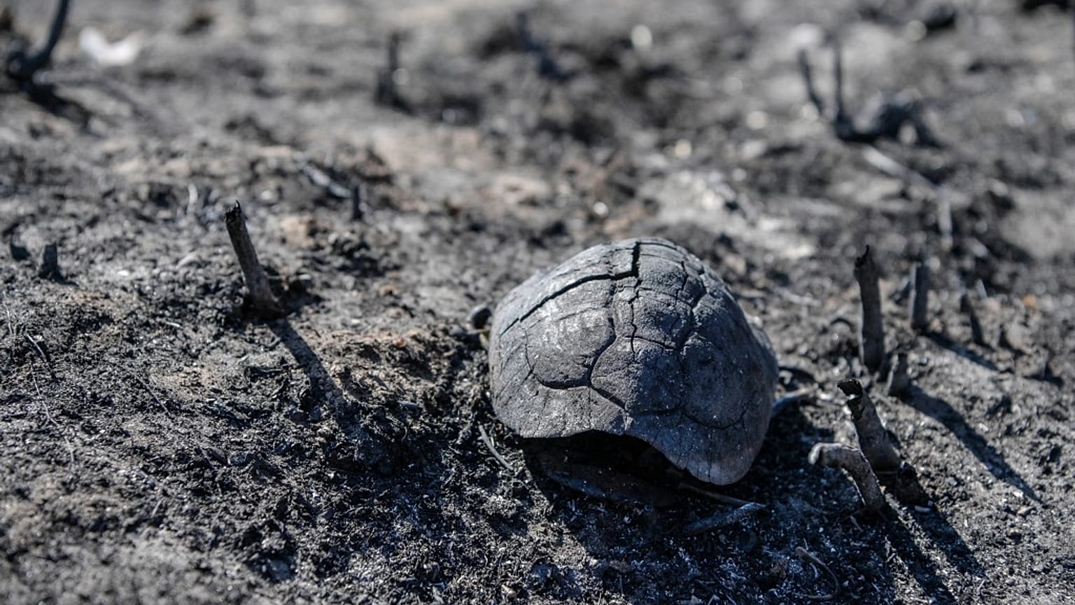 Verbrannte Schildkröte auf Korfu
