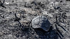 Verbrannte Schildkröte auf Korfu