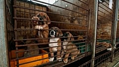 Seul'un güneyindeki Pyeongtaek şehrinde bir köpek çiftliğindeki köpekler. Kore'de köpek eti yüzyıllardır faydalı olduğu sanıldığı için tüketiliyor. 