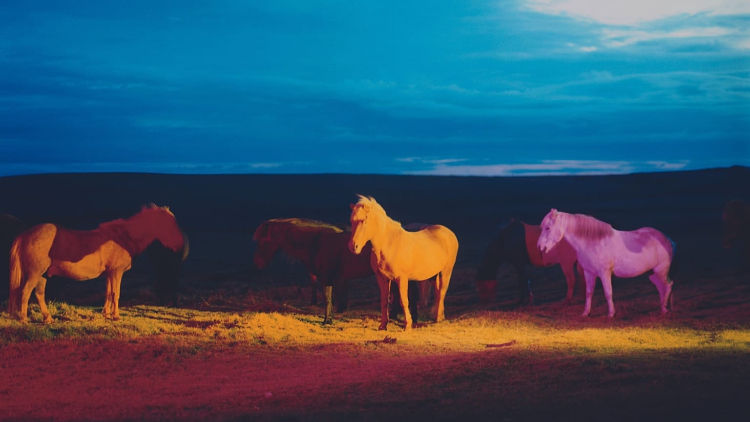 An image from 'The Horses' series by Gareth McConnell