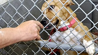 Una persona acaricia a un perro a través de una reja