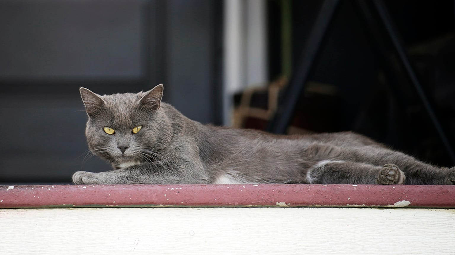 Ein Katzenvideo bewegt die Schweiz - Symbolbild