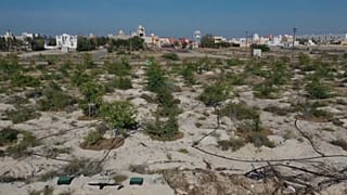 تأثير درجات الحرارة المرتفعة على النباتات