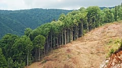 Humanity has consumed Earth's annual resource budget by 1 August. 