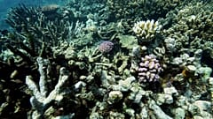 Conservationists worry that ecosystems will be damaged by deep sea mining, especially without any environmental protocols. 