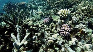 Conservationists worry that ecosystems will be damaged by deep sea mining, especially without any environmental protocols. 