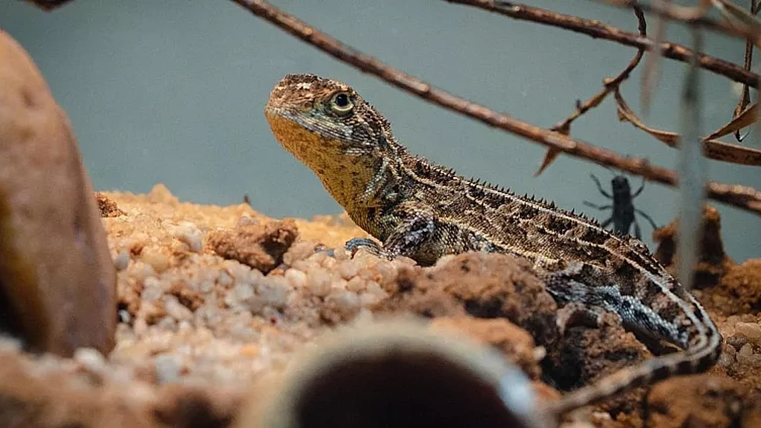 Un pequeño dragón sin orejas