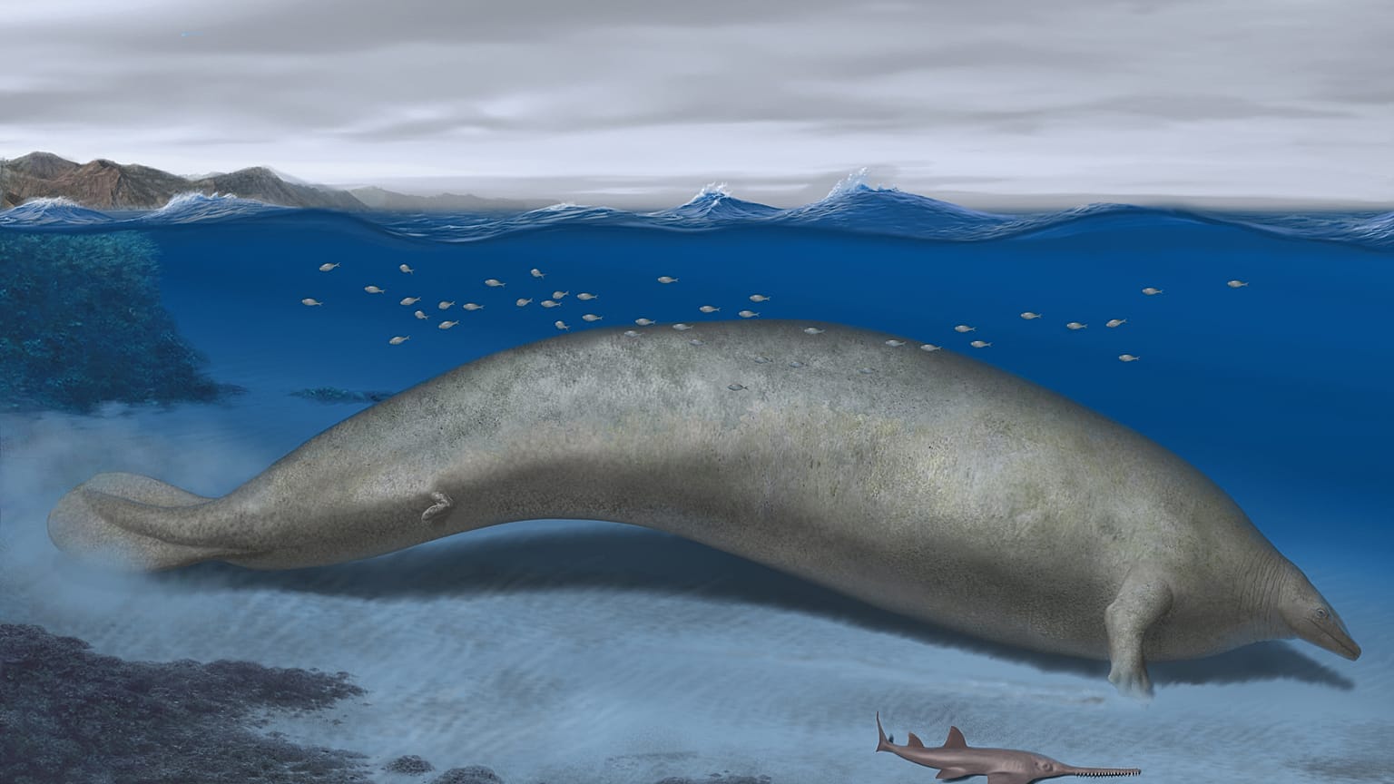 Perucetus colossus'un illüstrasyonu