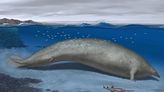 Perucetus colossus'un illüstrasyonu