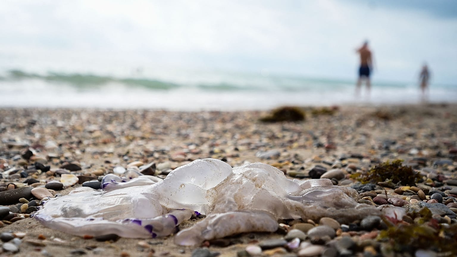  El mar Mediterráneo alcanzó el 25 de julio su temperatura más alta jamás registrada, según investigadores españoles.