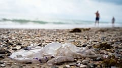  Spanischen Forschern zufolge erreichte das Mittelmeer am 25\. Juli die höchste jemals gemessene Temperatur.