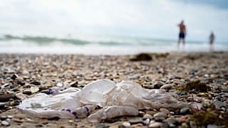  The Mediterranean Sea reached its highest temperature on record on July 25, Spanish researchers said.