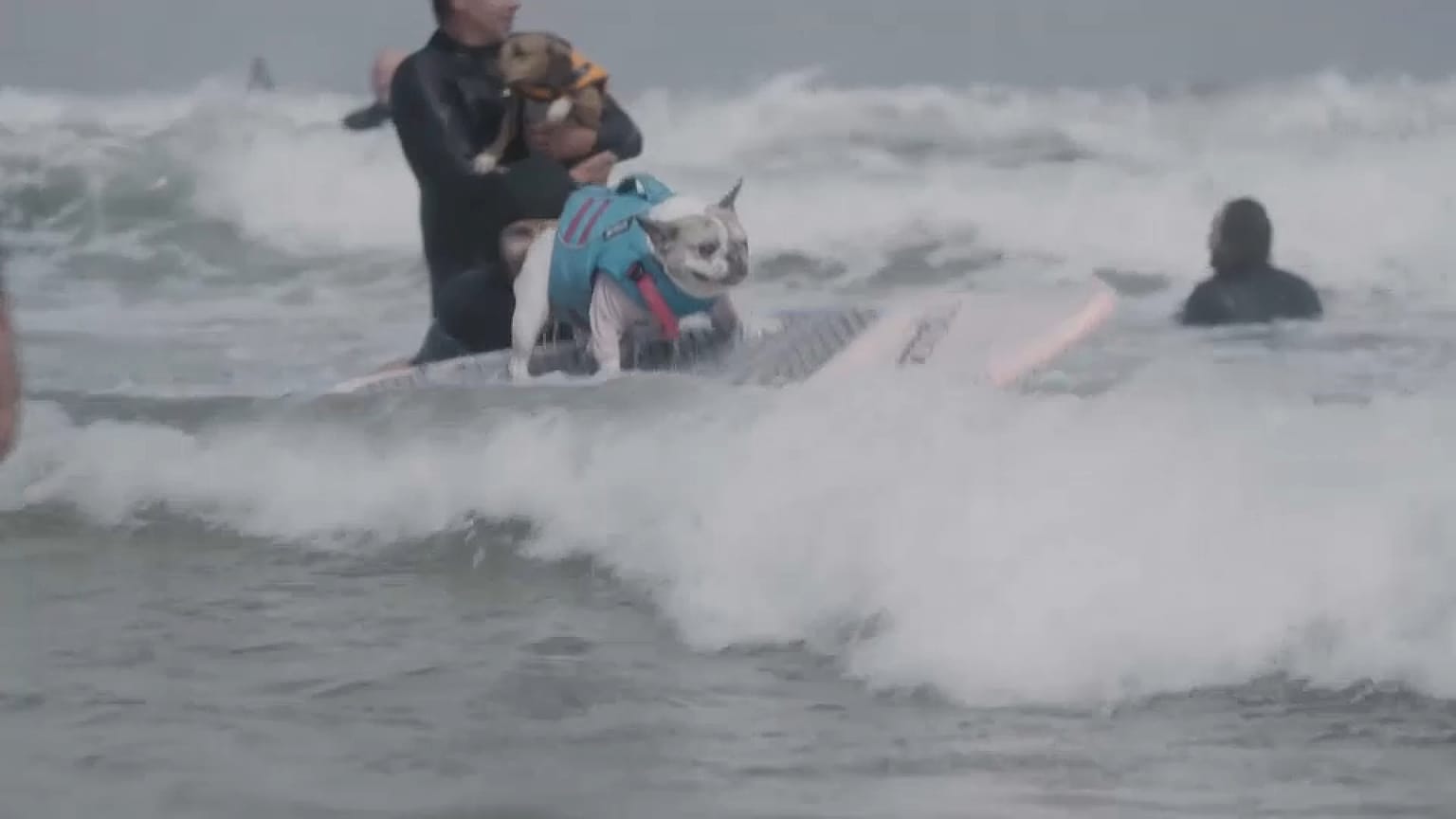 Surfende Hunde bei der WM in Pacifica am 5. Auguste 2023