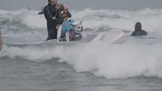Surfende Hunde bei der WM in Pacifica am 5. Auguste 2023