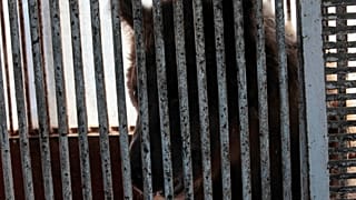 هروب دب من قفص في عنبر شحن طائرة عراقية يتسبب بتأخيرات في مطار دبي الدولي