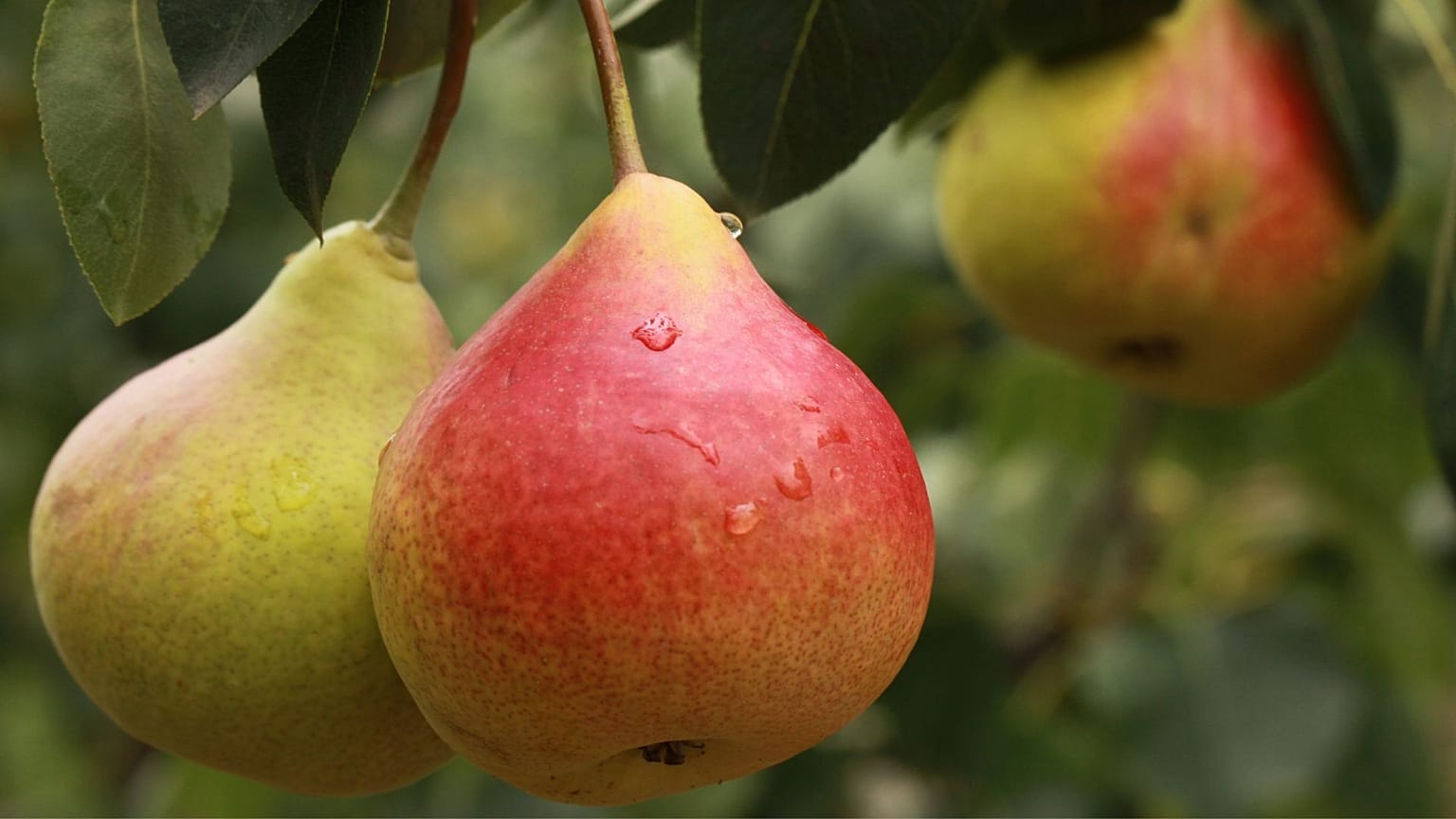 Six poires sur dix ont disparu des vergers italiens, prévient une association d'agriculteurs.