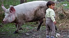 Sok balkáni farmon a gyerekek az állatok közelségében nőnek fel - illusztráció