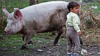 Sok balkáni farmon a gyerekek az állatok közelségében nőnek fel - illusztráció