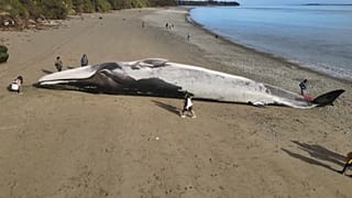 La ballena azul, que probablemente murió en el mar, reposa en la arena de la playa