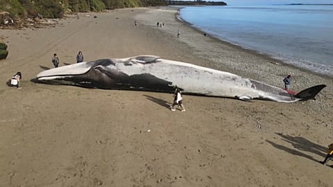 Огромного китообразного обнаружили местные жители на морском берегу архипелага Пуэрто-Эльвира