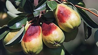 Több olasz gyümölcstermő területet sújtott árvíz, aszály, jégeső is.