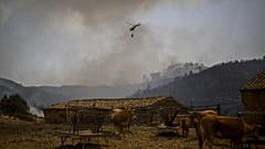 Kühe und Helikopter in Südportugal