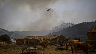 Kühe und Helikopter in Südportugal