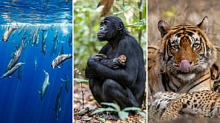 Ganadores de los premios de fotografía Nature inFocus 2023