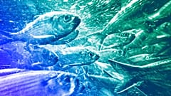 River herring, also known as alewives, swim in a stream, May 2021